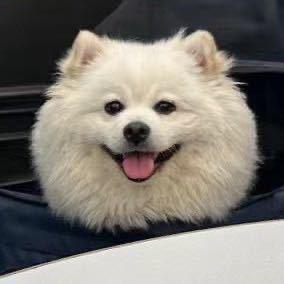 真朱