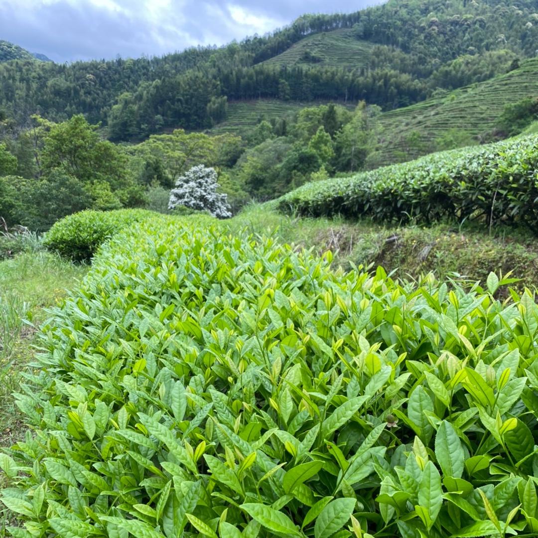 三涧客茶叶（源头厂家批发零售）