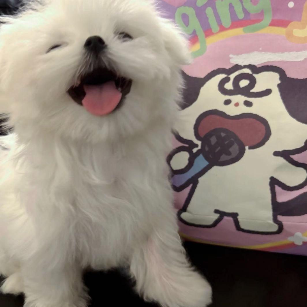 耳东陈