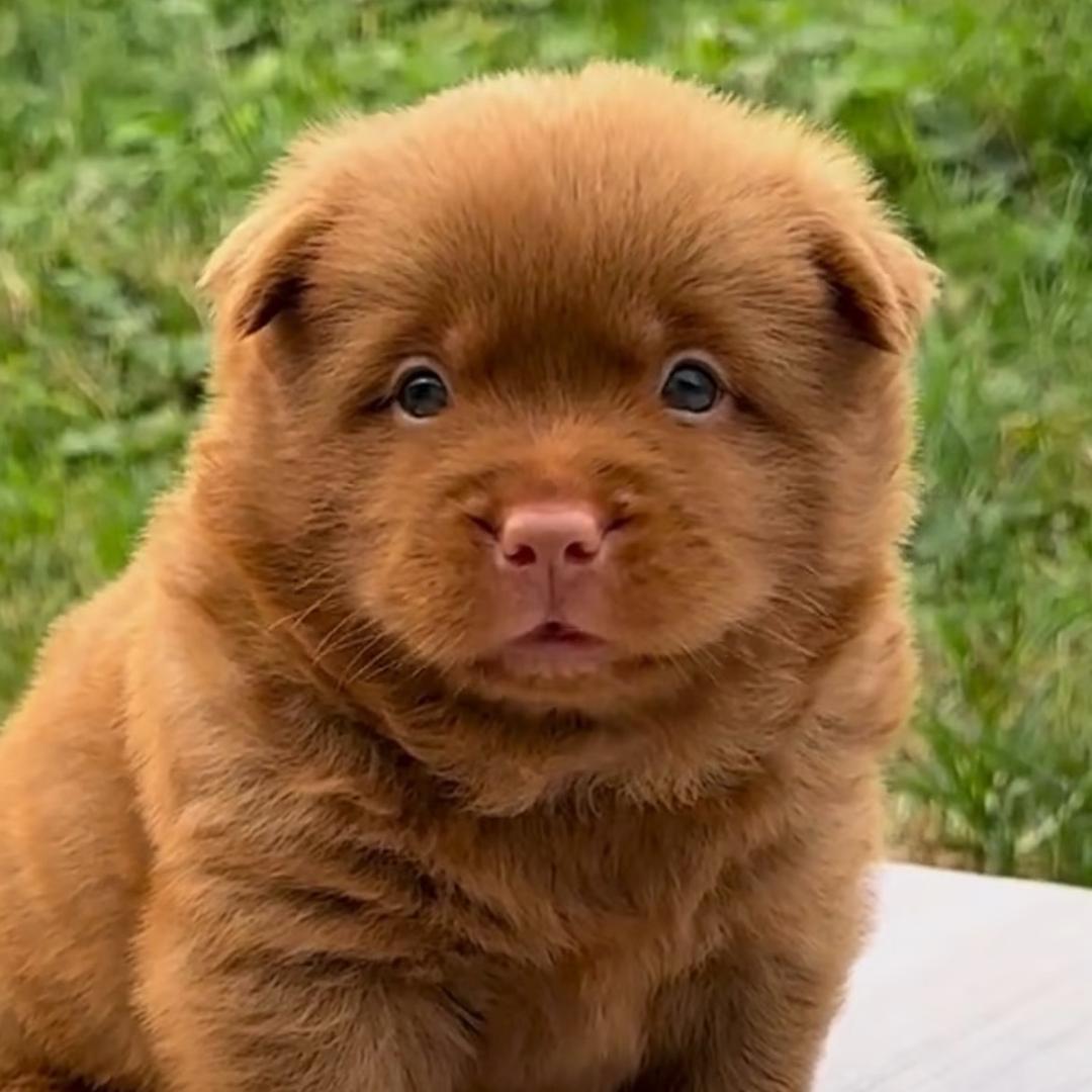 小陈家的田园犬