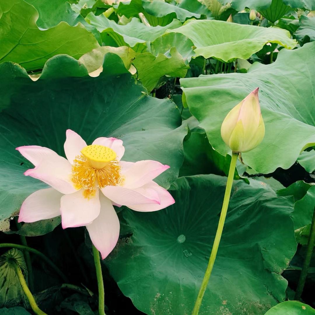 惠惠