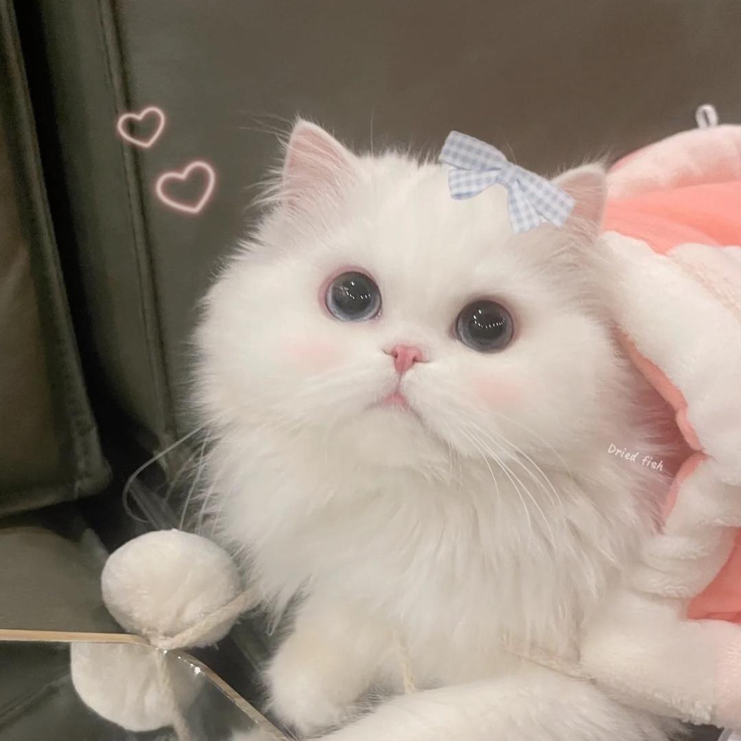 KiKi🐰