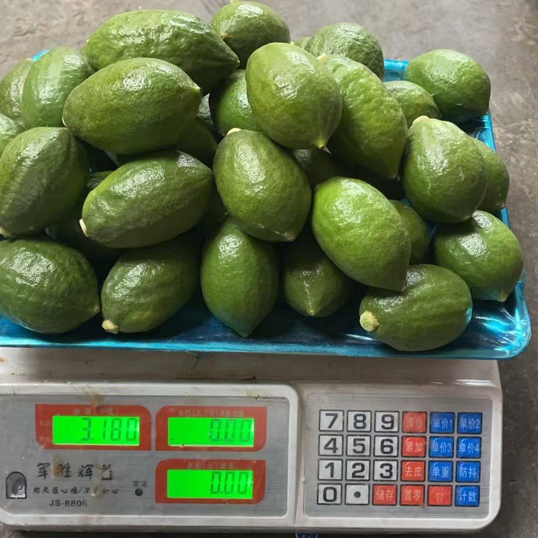 SS-毒得书小（广东香水柠檬🍋）