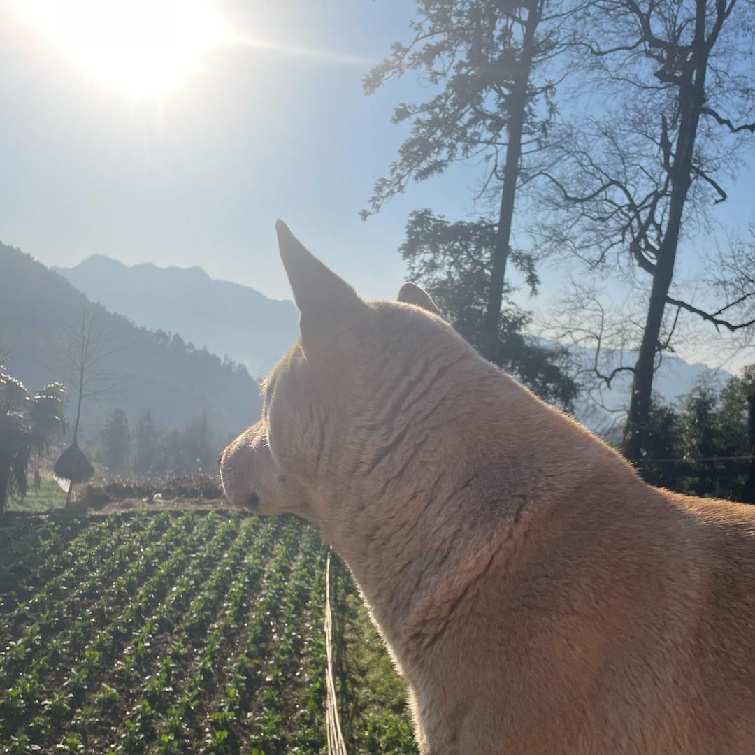 我家汪汪叫嘿嘿（新增成员老财）🐶