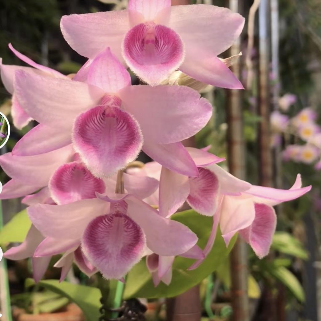 铁蛋花卉