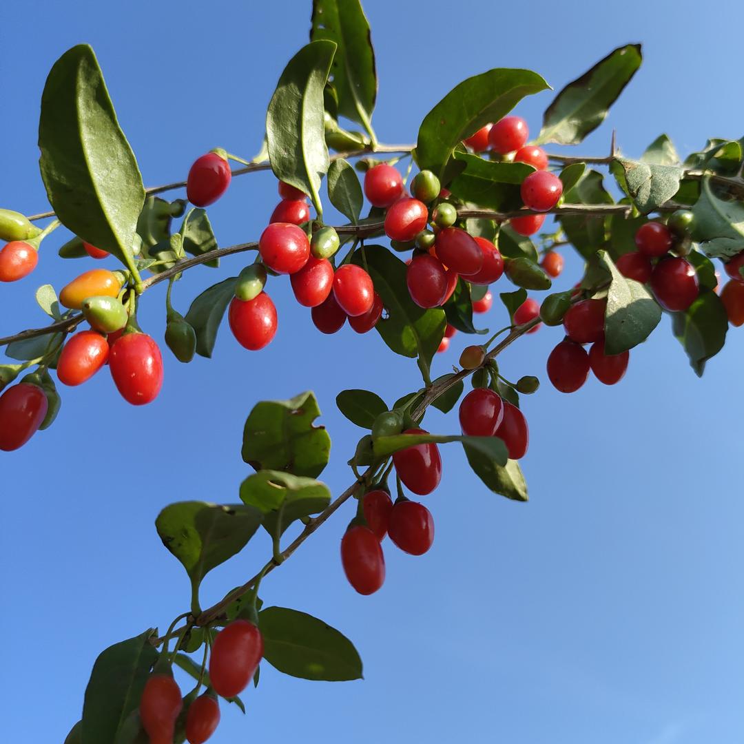 紫瞳（爱唱歌）