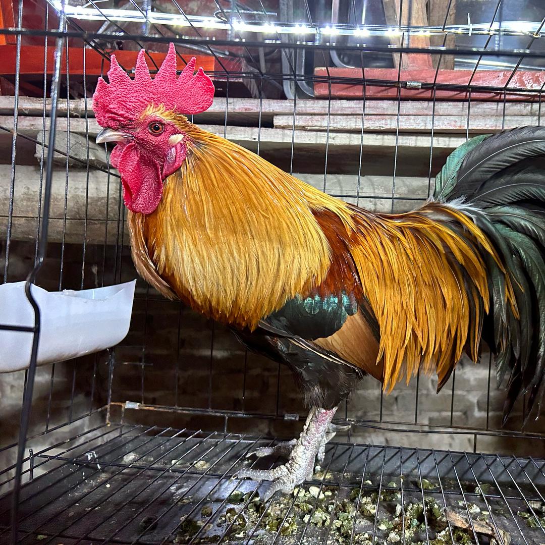 三都阿帅农产品