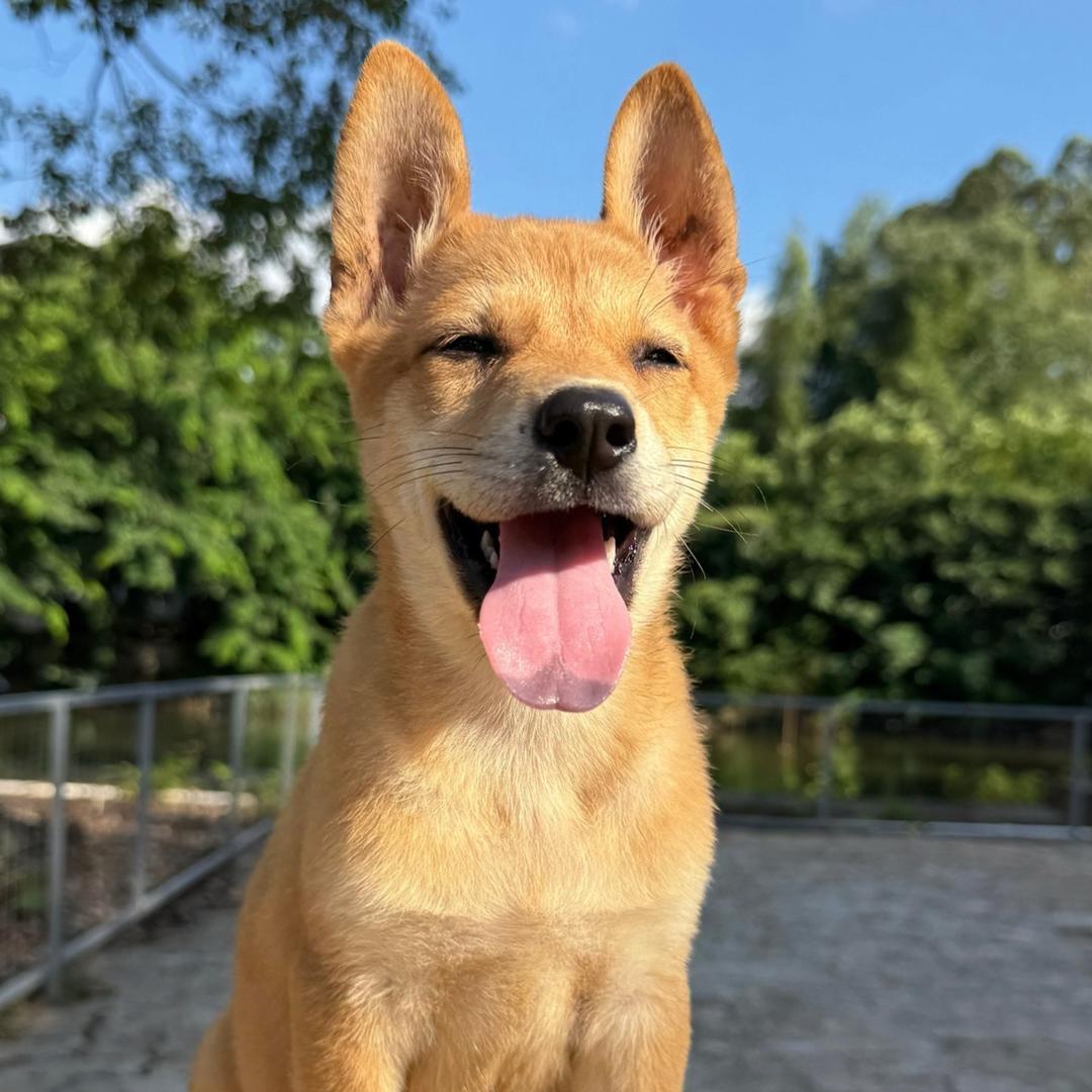 汪乐多田园犬严选店