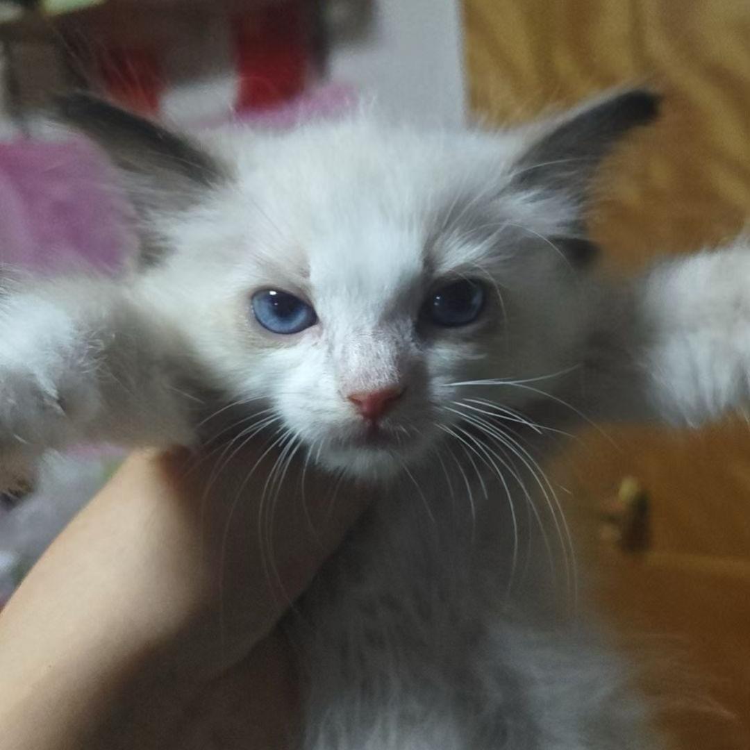 男的