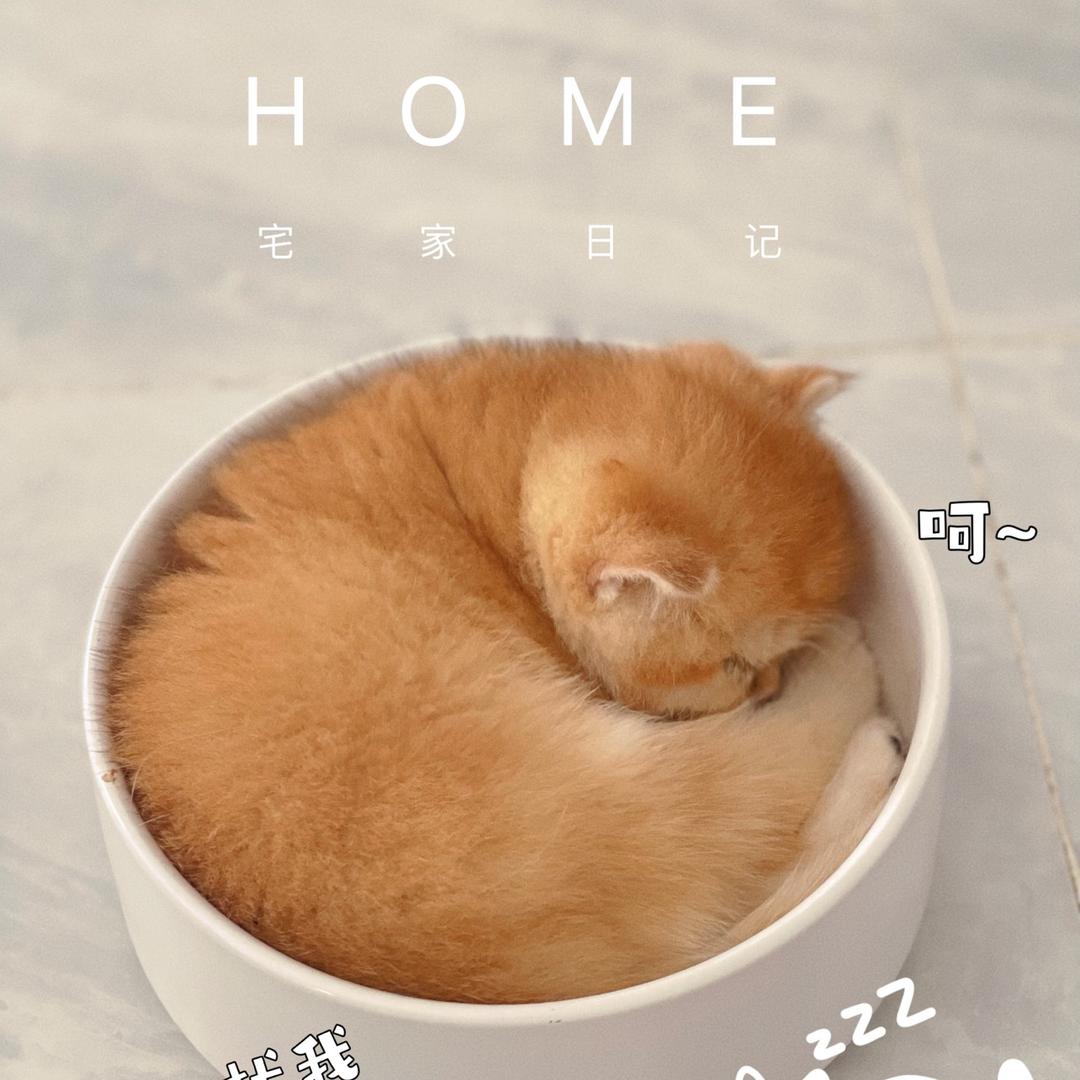 猫屋