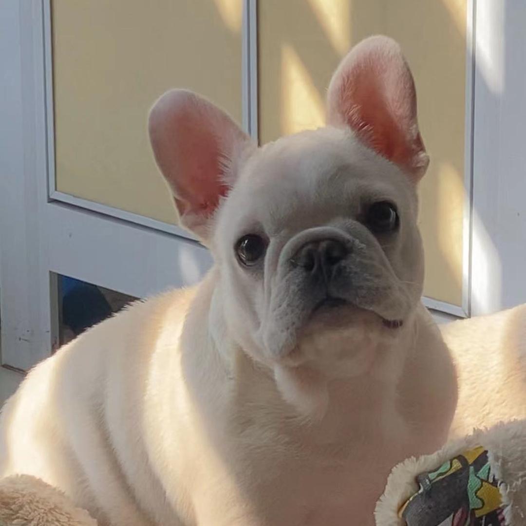 宠物医疗 大白话