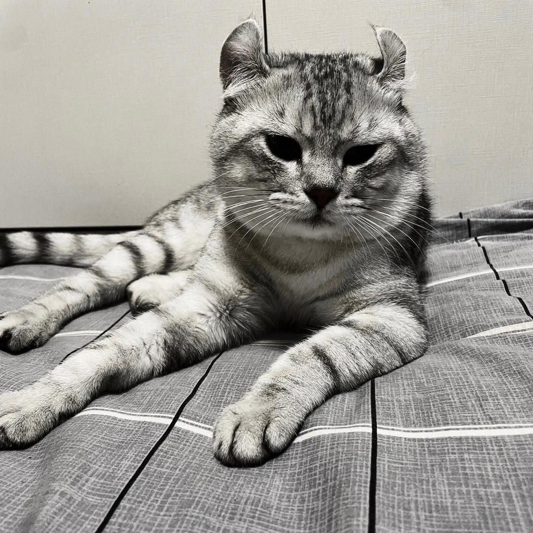 梁凡，爱玩猫（宠物鉴定）