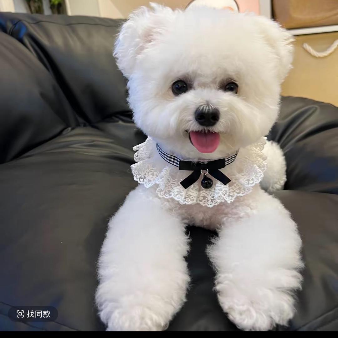 一张不够花（买🐶私聊）