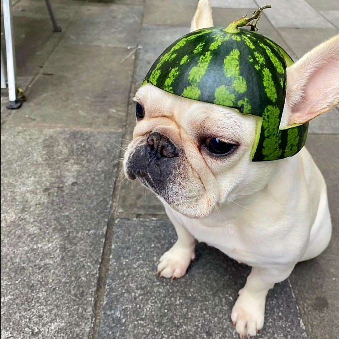 小宇逮猴子【DHZ】