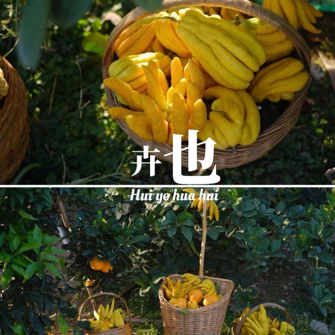 卉也花卉-（佛手柑专场）