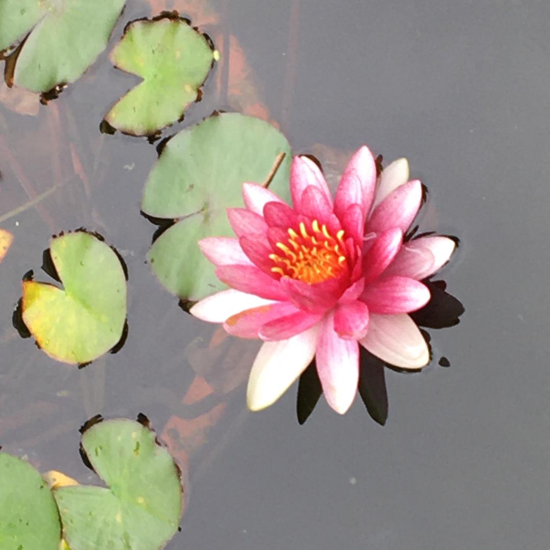 树叶过河
