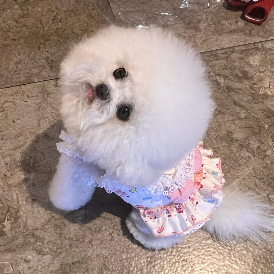 小饼干宠物原创服饰2号