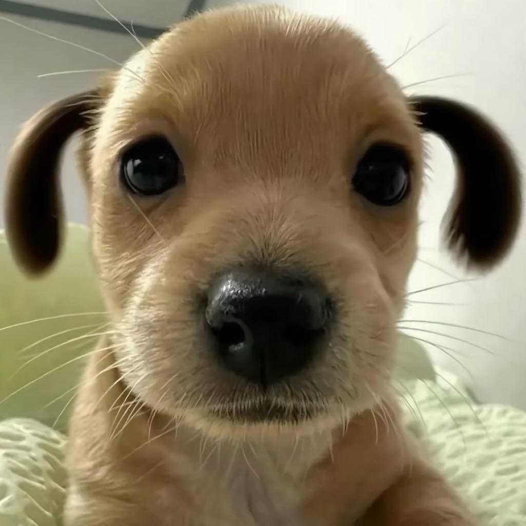 兴奋大马猴
