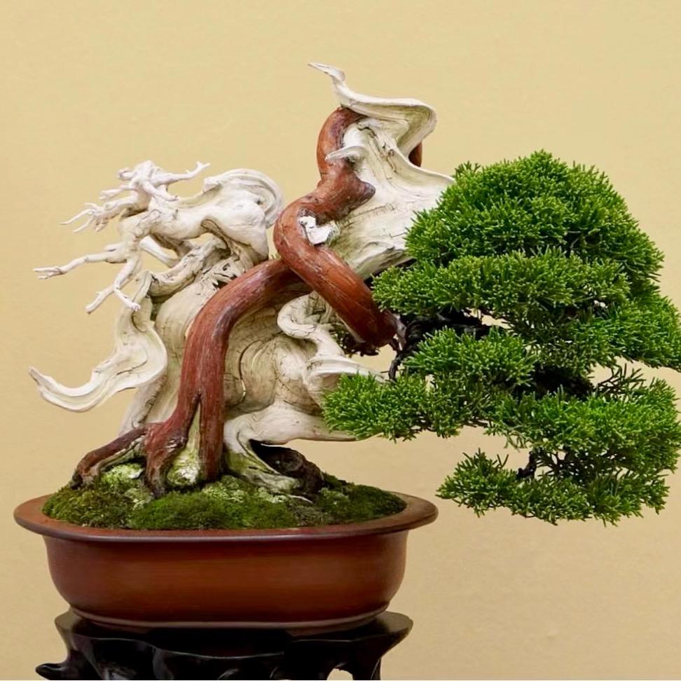 文景记盆栽