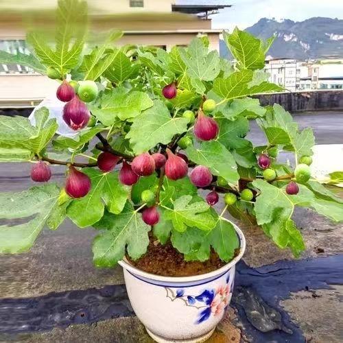仪梅果树苗木专营店