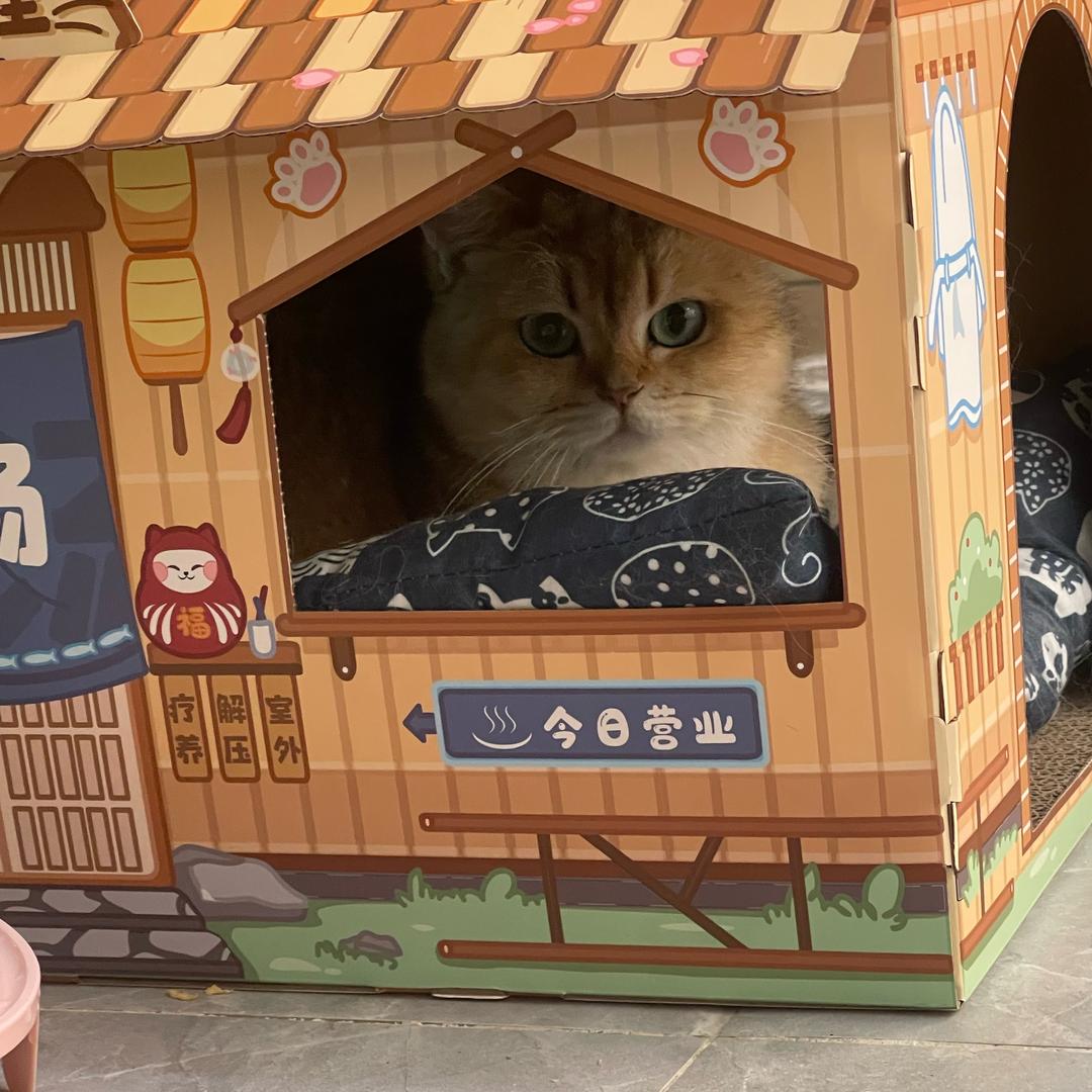 喵小焰
