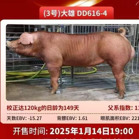 粤西美正
