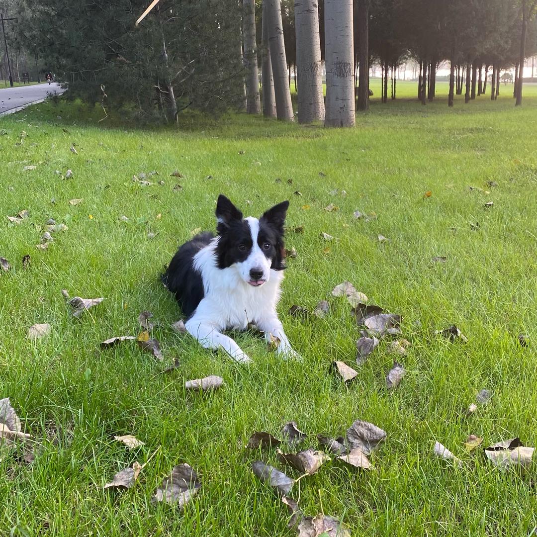 逆子  才子  🥝🥝🥝