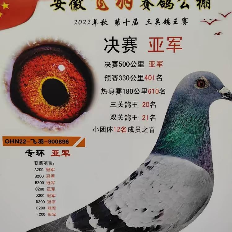 爱鸽人