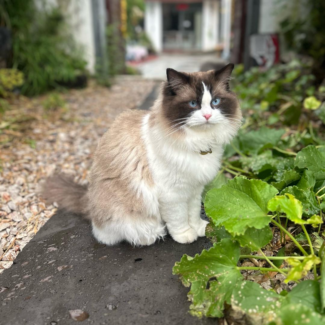一条安静的多戳🐳