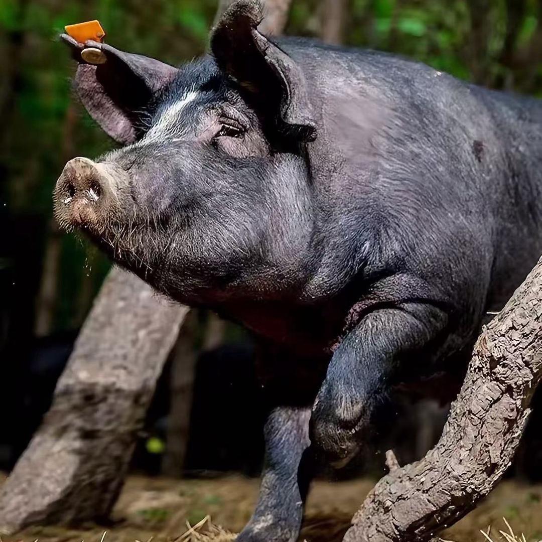金鑫鑫东北精修雪花猪颈肉