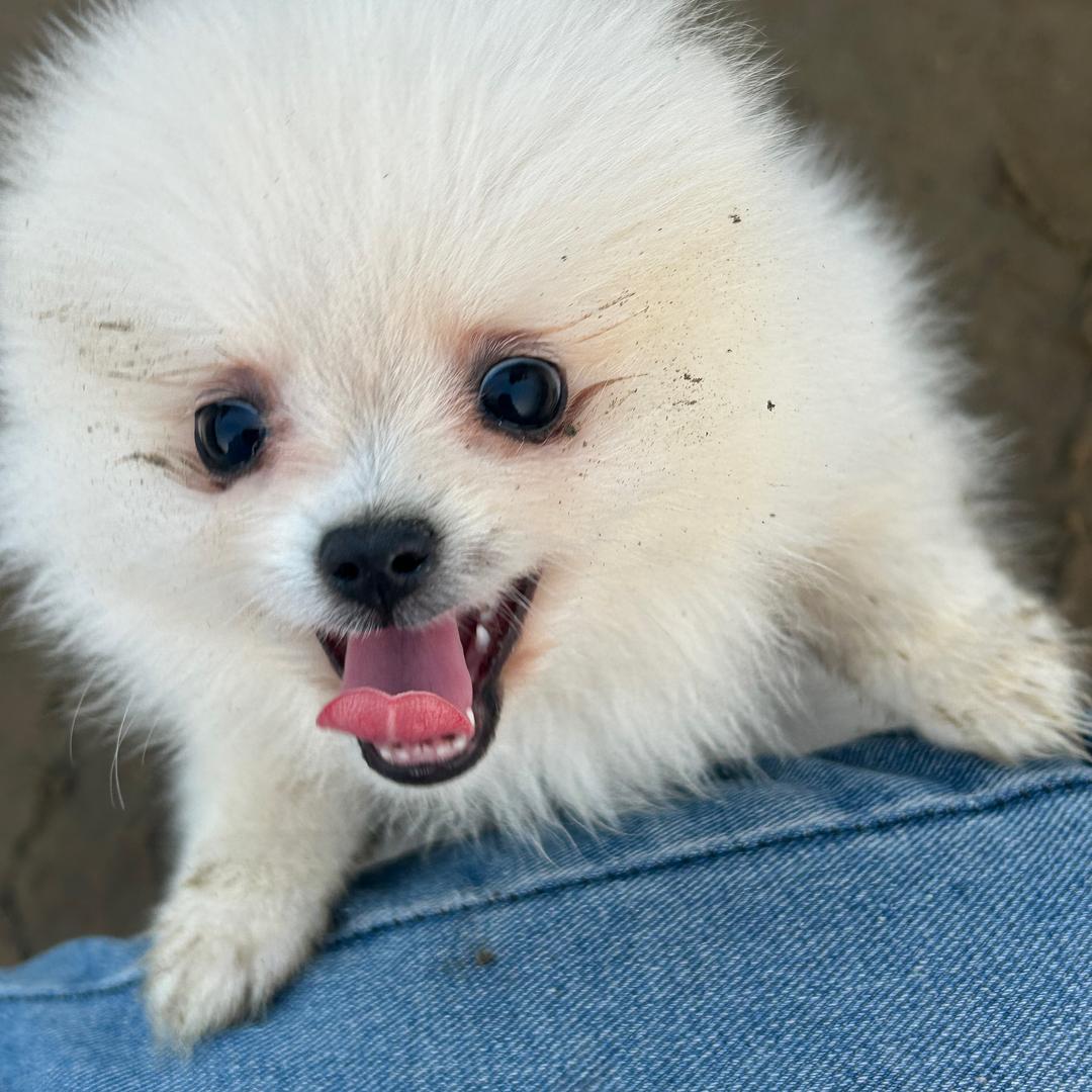 超级无敌霸王龙战士