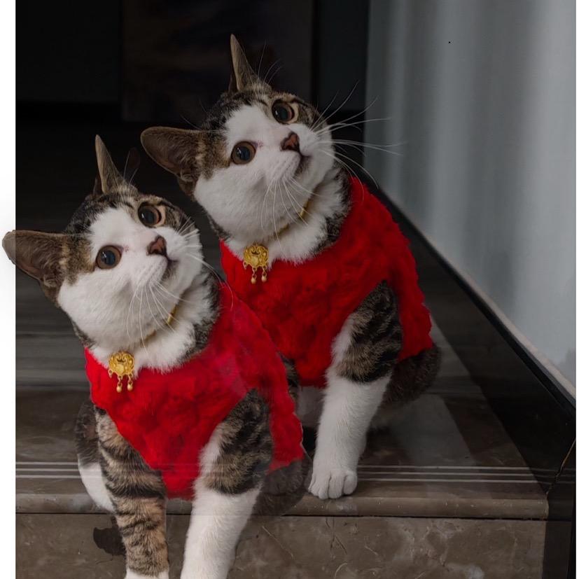 向日葵的猫🌻🌻