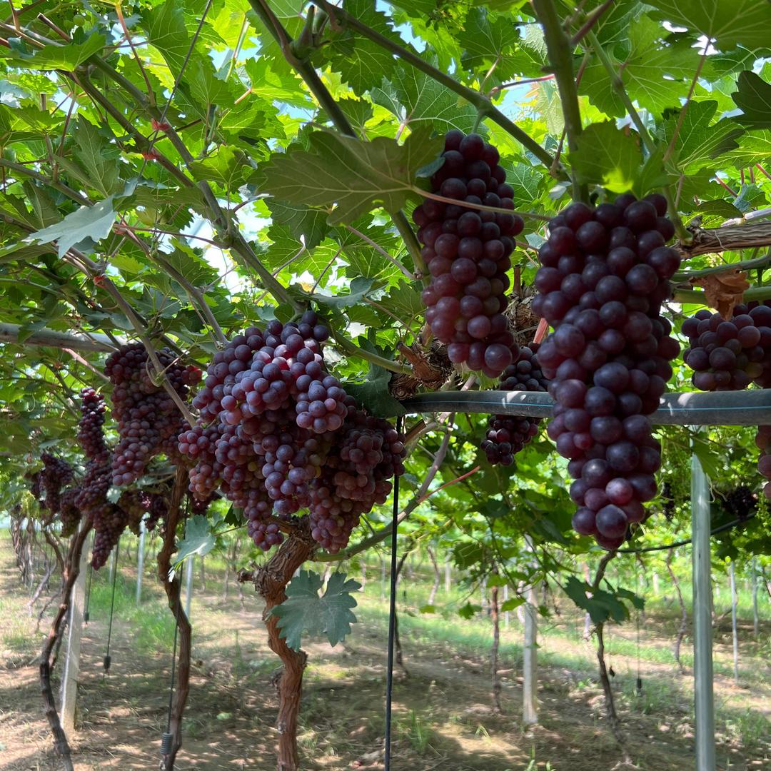 守候优品产地水果二姐