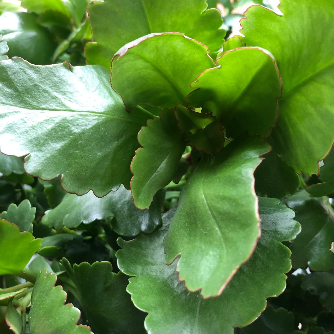 小核桃奶奶
