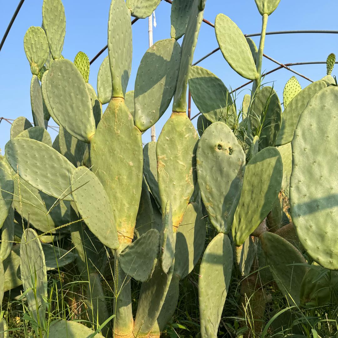 小范仙人掌芦荟基地