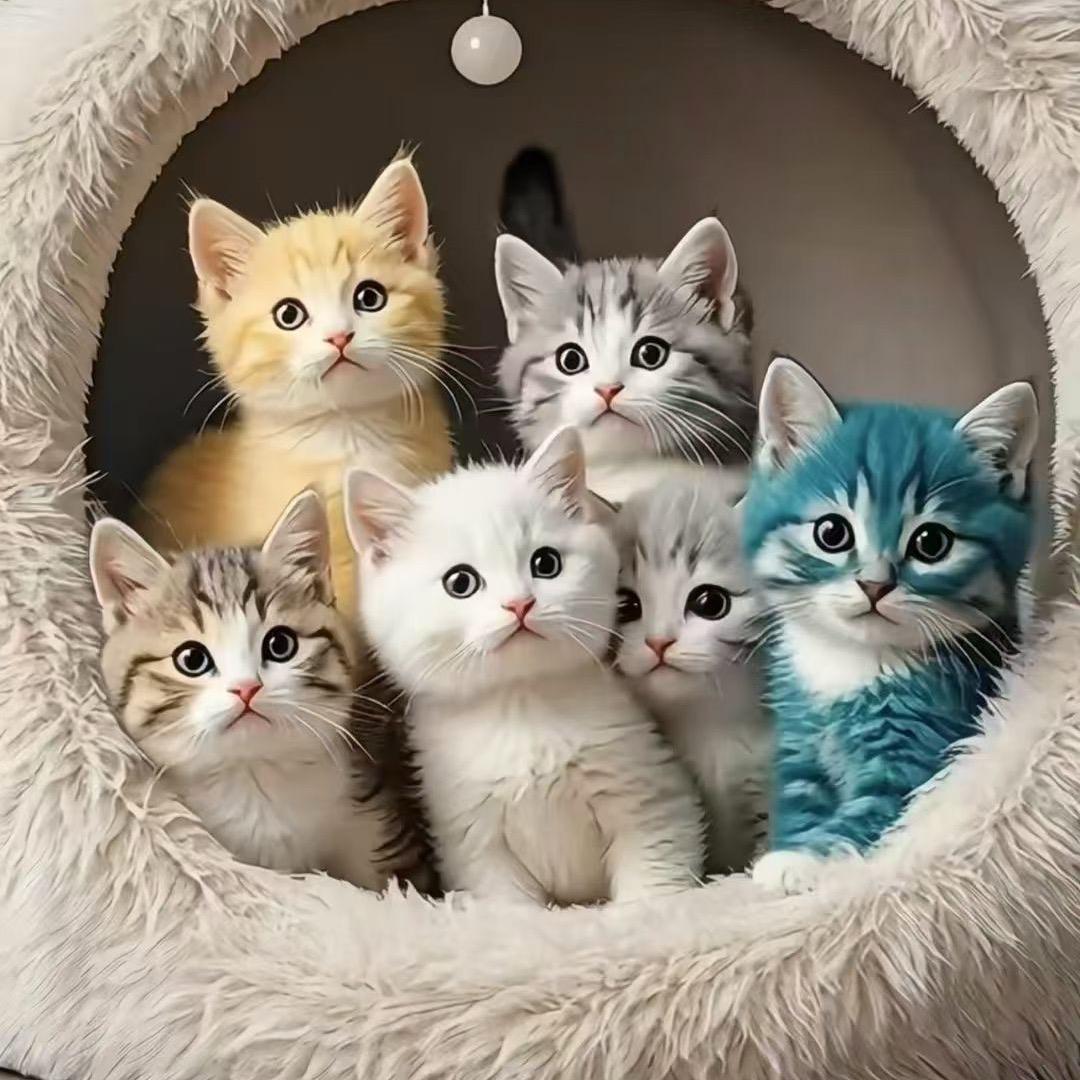 蓝花