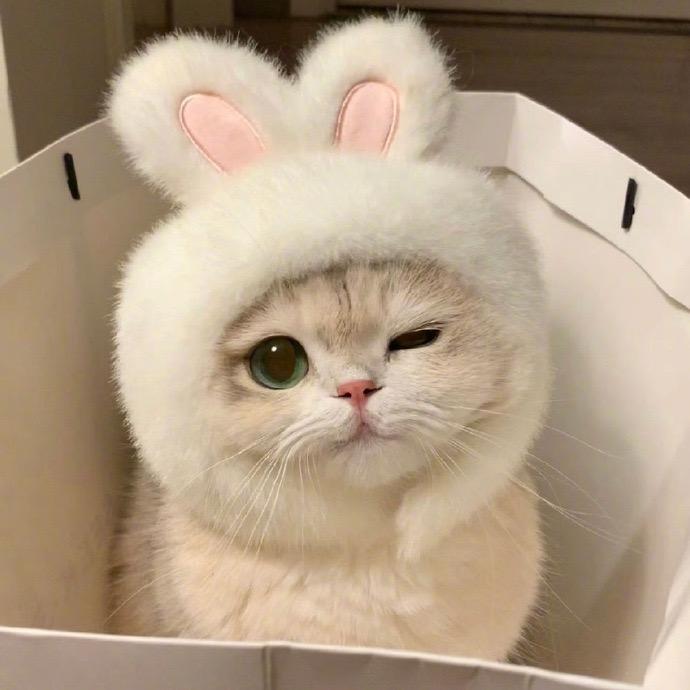 ✨小懒猫✨