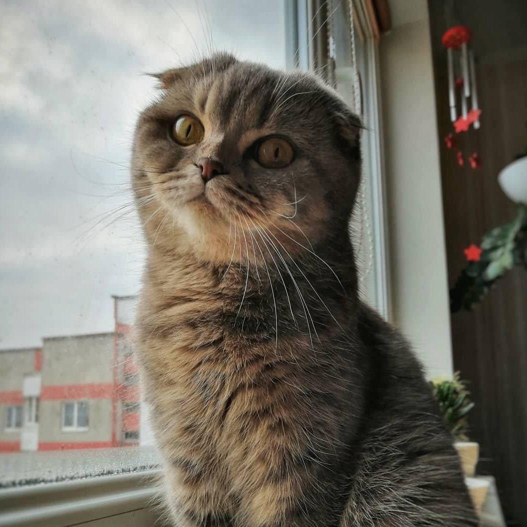 猫木