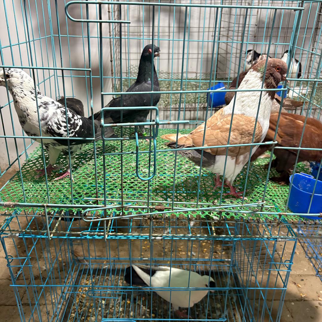 小马鸽舍
