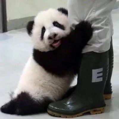 图南