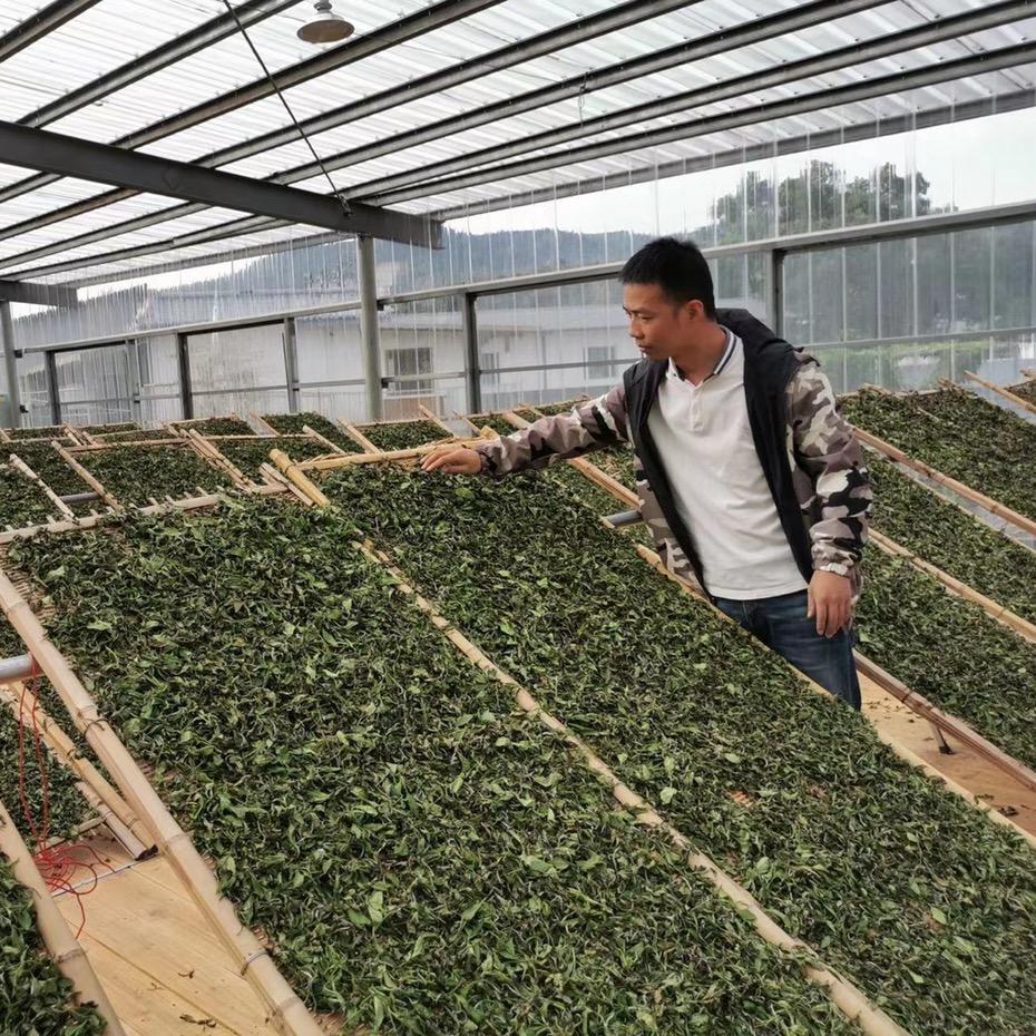 友禧白茶
