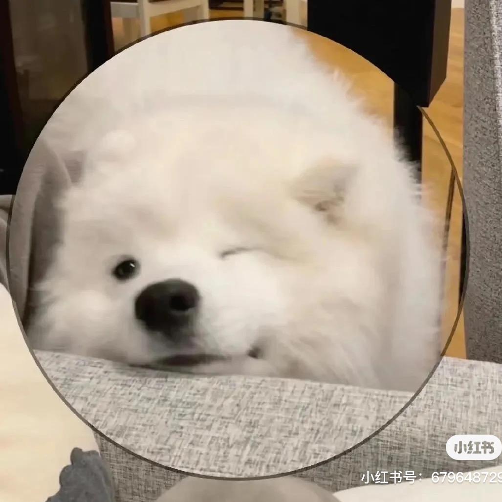 虾虾