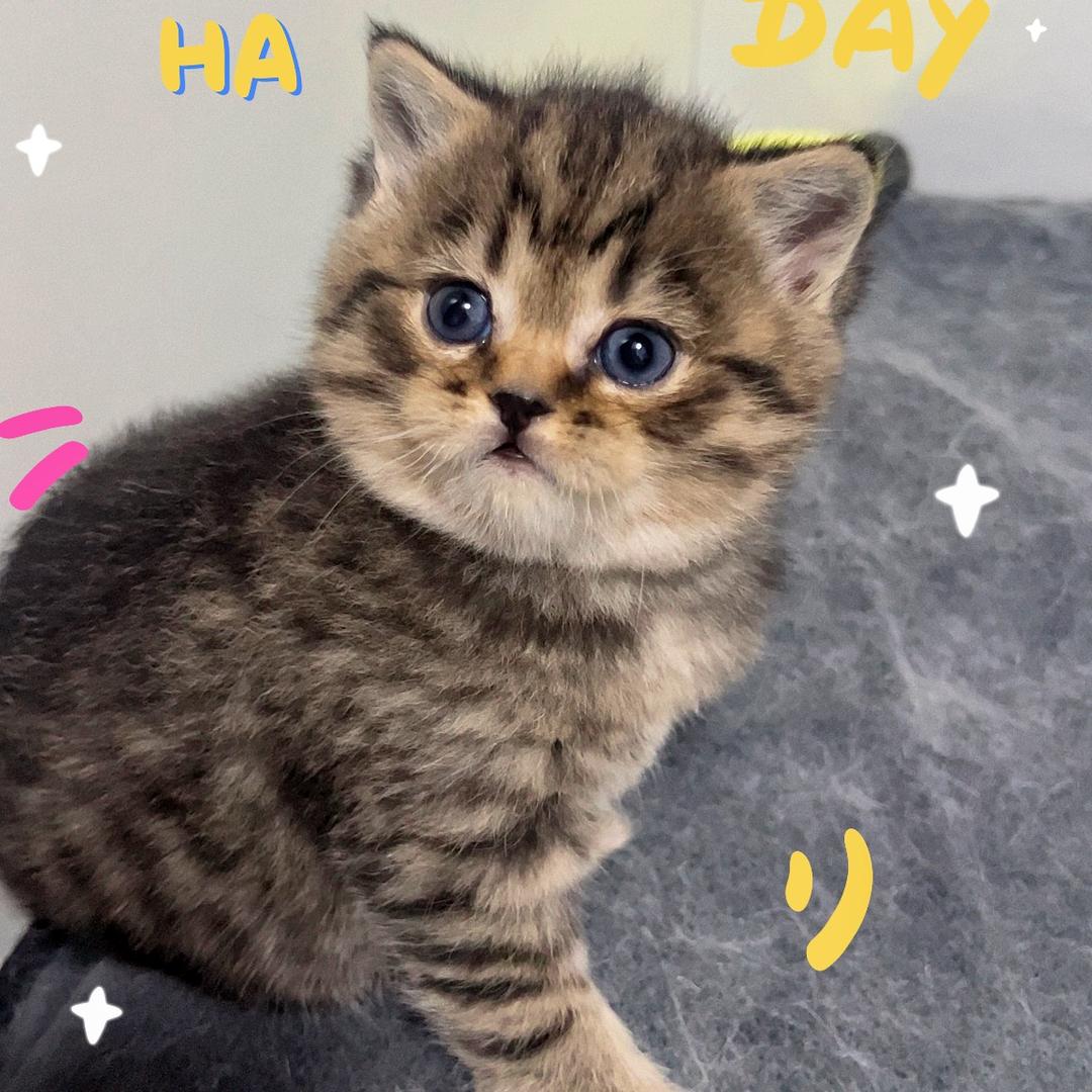 猫奴日记🌻