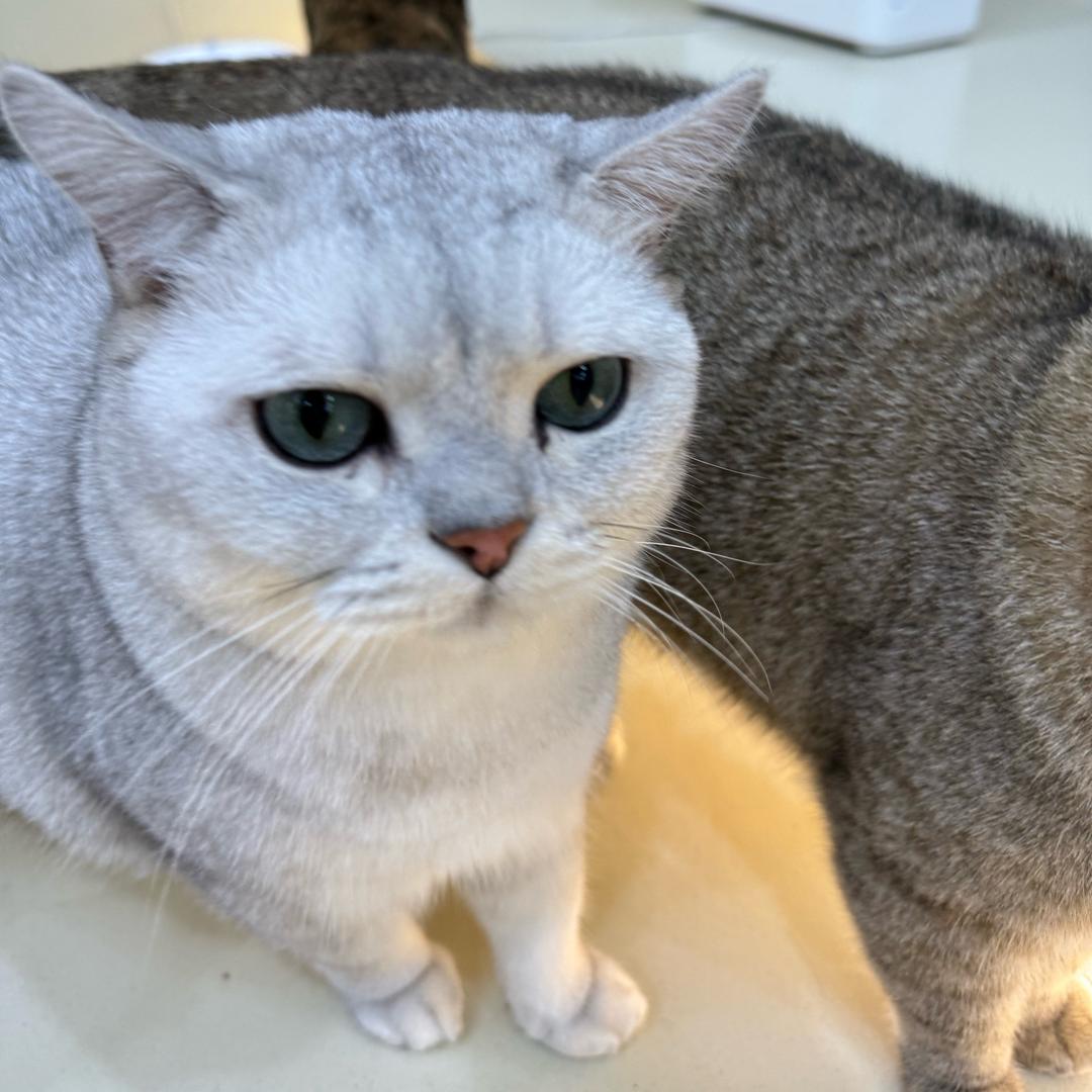 茂密茂密我来啦