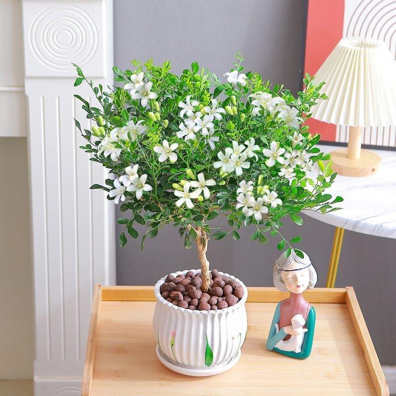 胡欲骄腾专卖店