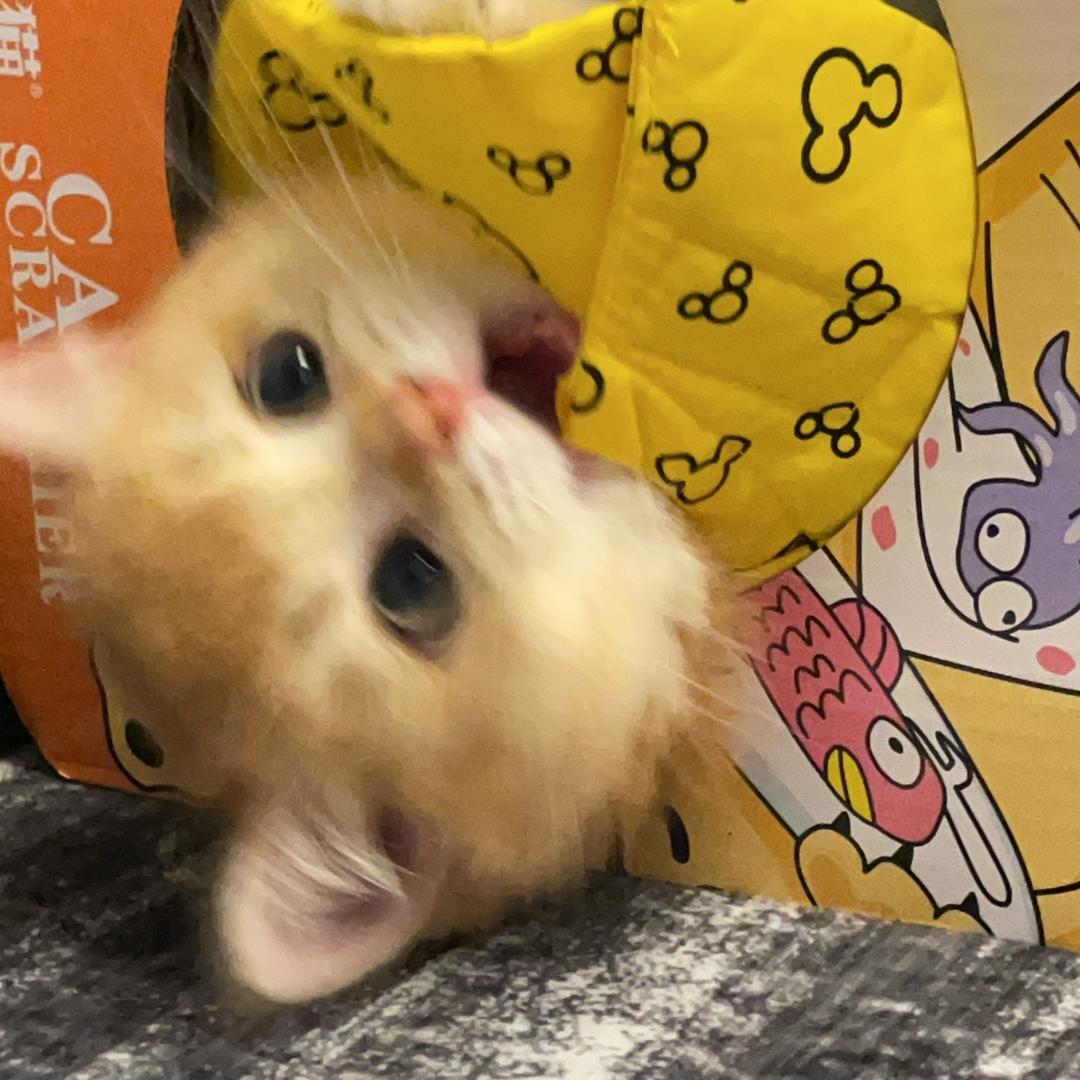 鸡蛋崽
