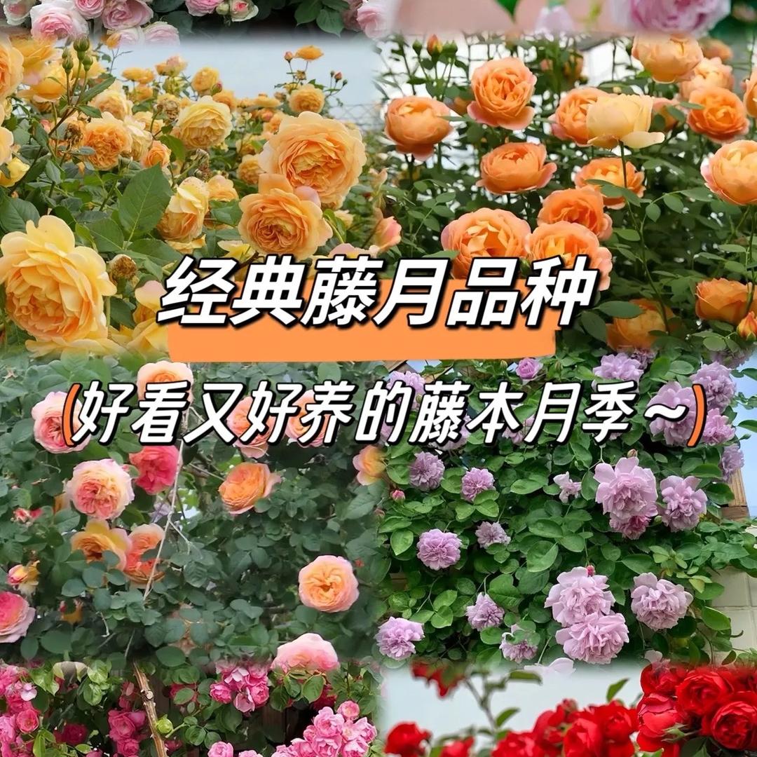 繁花悦·园艺