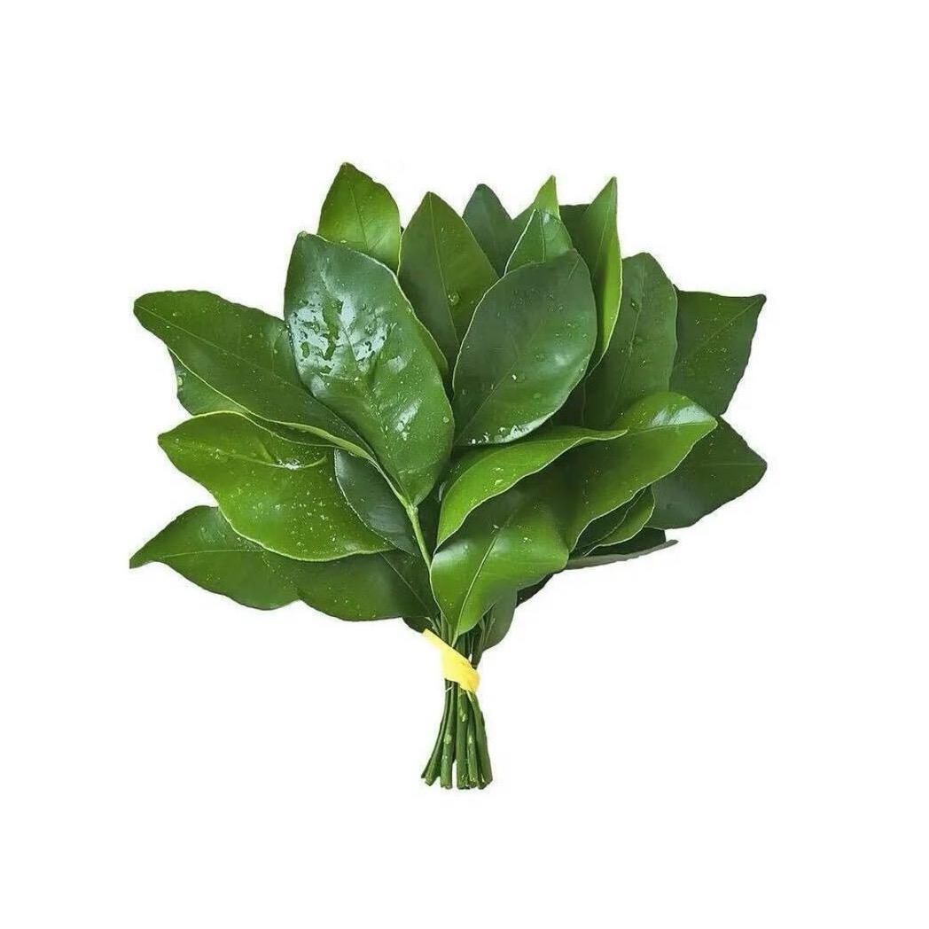 Z.敏☘️