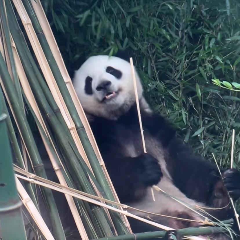 王熊熊🐼