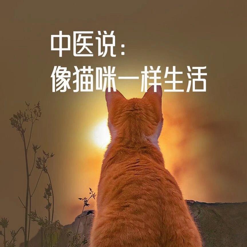 孤城猫猫
